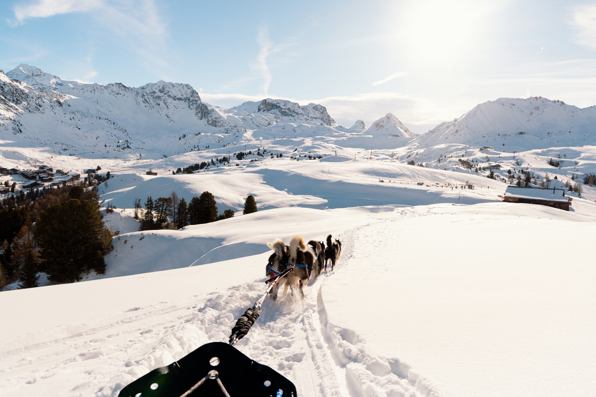 Chiens de traîneaux